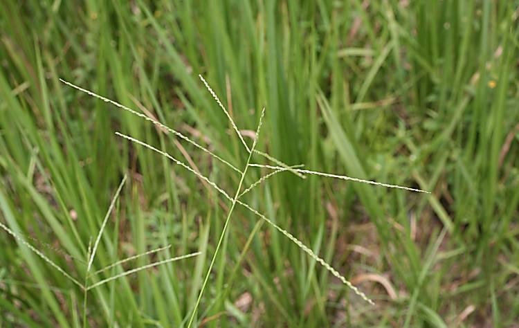 Digitaria ciliaris